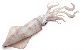 Cephalopods